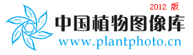 画笔南星 Arisaema penicillatum